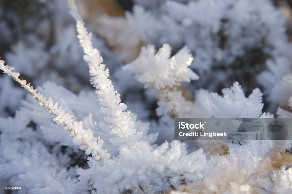 Cristaux de glace sur de l'herbe - Photo de Blanc libre de droits