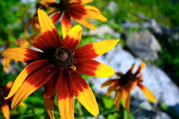 Sun Flower close-up stock photo