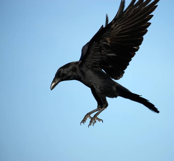 istock Potrait of Crow Descending and Flying on Blue Sky 173624118