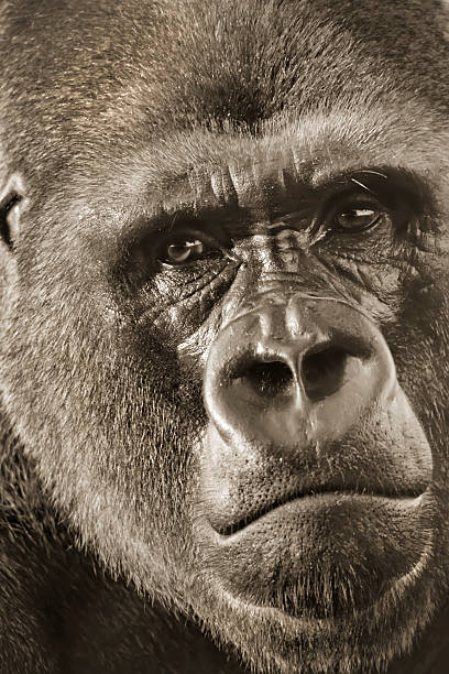 gorilla gorilla gorilla retrato de prata de perto - gorilla zoo animal silverback gorilla imagens e fotografias de stock