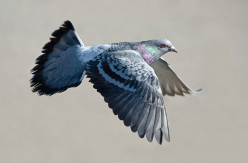 A pigeon is flying in front of the photographer. RAW-file developed with Adobe Lightroom.