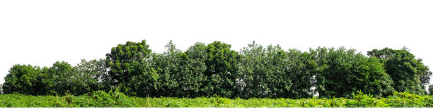 istock Green Trees isolated on white background.are Forest and foliage in summer for both printing and web pages with cut path and alpha channel 1736245613