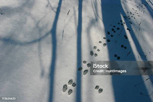 Tierische Spuren Im Schnee Stockfoto und mehr Bilder von Schnee - Schnee, Tierspur, Bildhintergrund