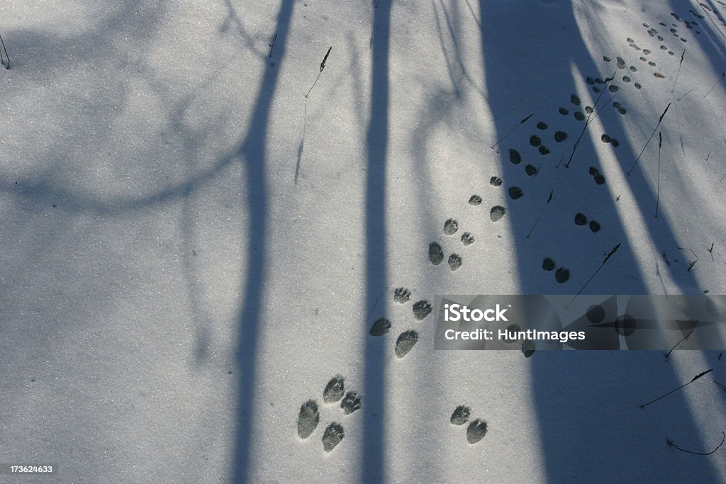 動物のトラックの雪 - 動物の跡のロイヤリティフリーストックフォト