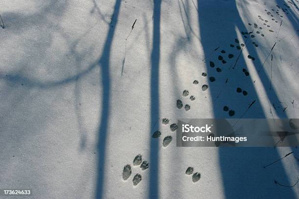 動物のトラックの雪 - 動物の跡のストックフォトや画像を多数ご用意 - 動物の跡, 雪, ワイルドライフ