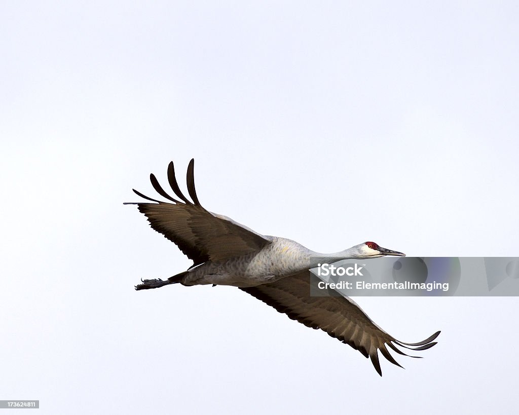 Grulla canadiense (Grus Canadensis) en vuelo - Foto de stock de Grulla canadiense libre de derechos