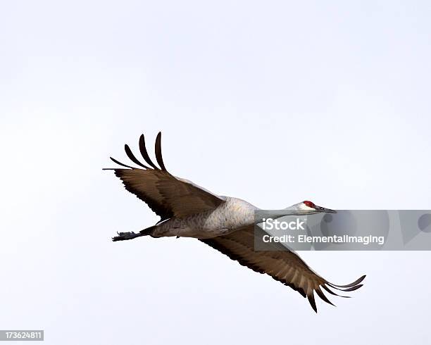 Grulla Canadiense En Vuelo Foto de stock y más banco de imágenes de Grulla canadiense - Grulla canadiense, Nuevo México, Aire libre