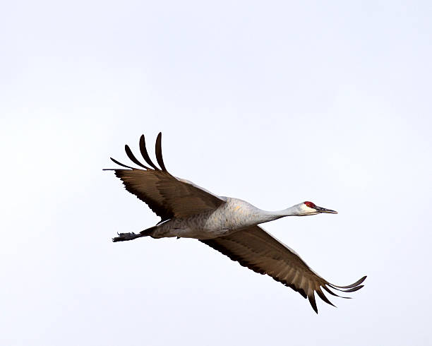 grou canadense (grus canadensis) em voo - sandhill crane - fotografias e filmes do acervo