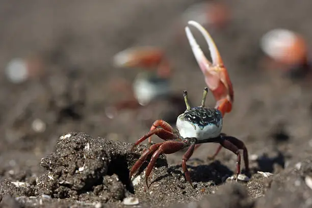 Photo of Fiddler Crabs ( Uca uruguayensis )