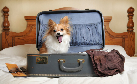 Dog ready to go on a trip sitting in an old beat up suitcase.