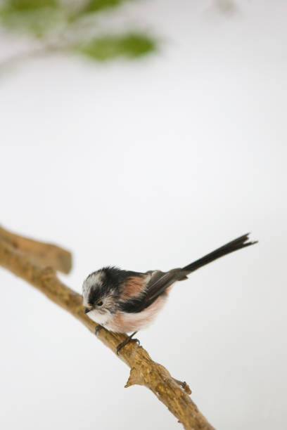 Long Tailed Tit (Aegithalos caudatus)  white tailed stock pictures, royalty-free photos & images