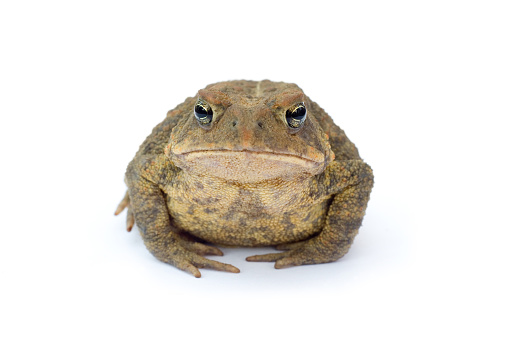 image of sad toad. full face in focus.