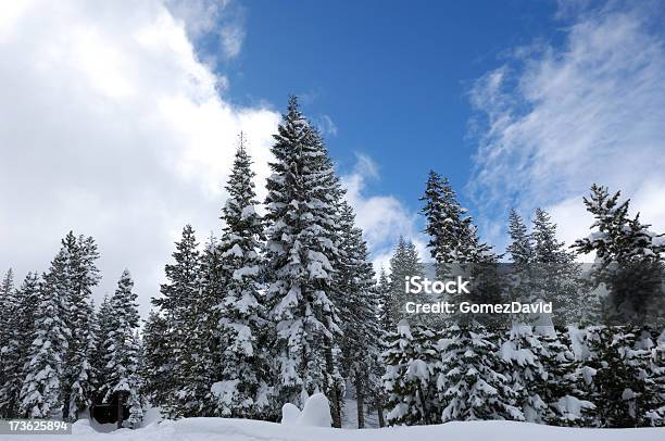Pine Trees After A Recent Snow Storm Stock Photo - Download Image Now - Beauty In Nature, Branch - Plant Part, Cloud - Sky