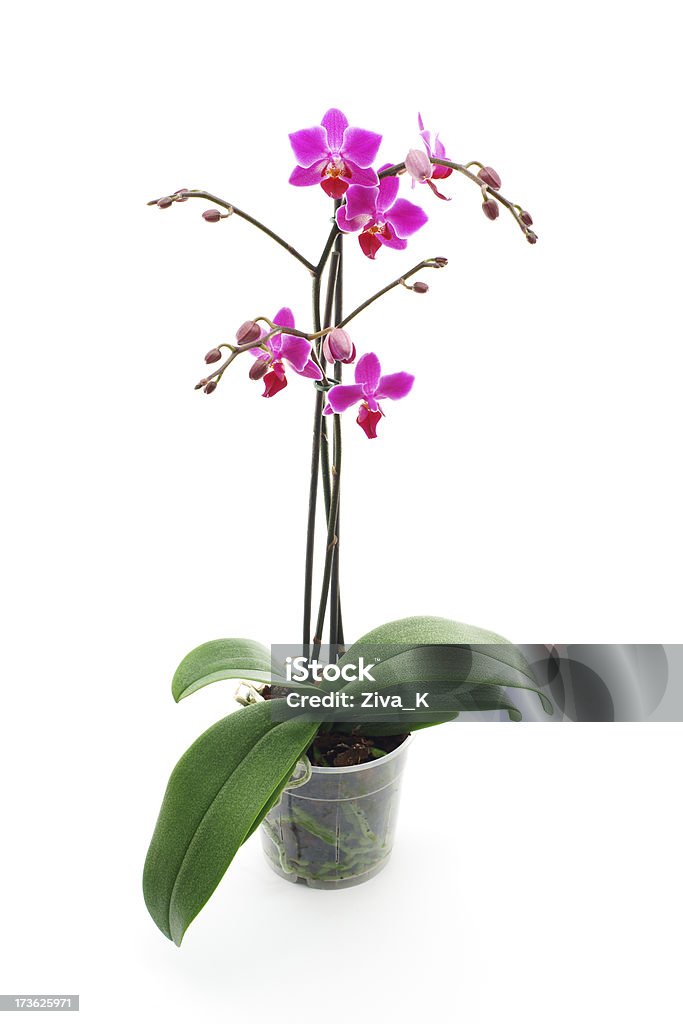 Orchid - Lizenzfrei Blatt - Pflanzenbestandteile Stock-Foto