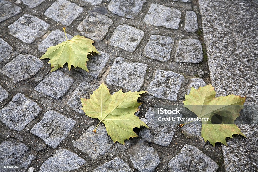 Cobblestones mit Herbst Blätter - Lizenzfrei Blatt - Pflanzenbestandteile Stock-Foto