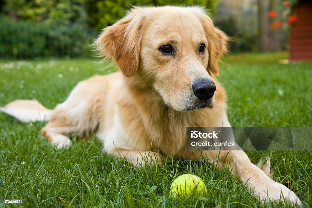 Qui va jouer avec moi&nbsp;? - Photo de Chien libre de droits