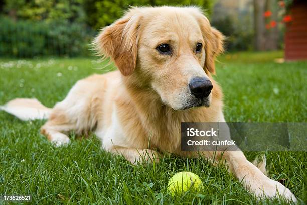 Photo libre de droit de Qui Va Jouer Avec Moinbsp banque d'images et plus d'images libres de droit de Chien - Chien, Golden retriever, Être seul