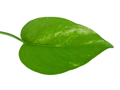 closeup of a green leaf with isolated background
