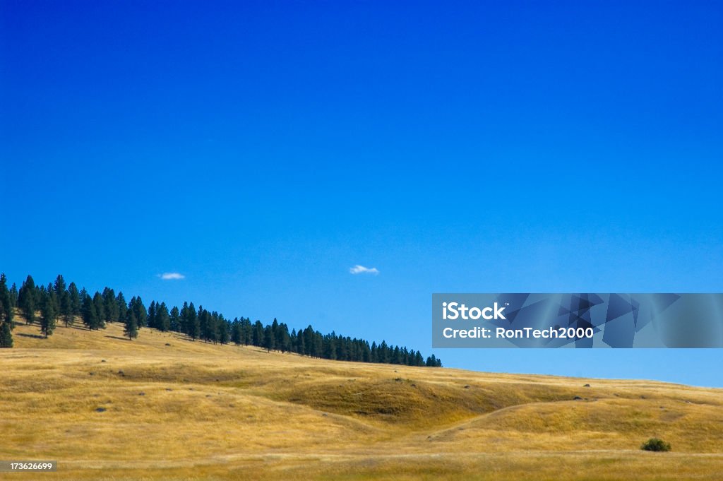 Golden colline - Foto stock royalty-free di Albero