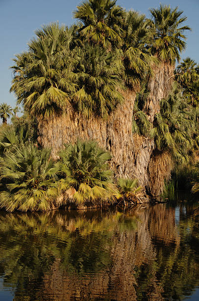 palms cerca de agua - water rainforest frond tropical climate fotografías e imágenes de stock