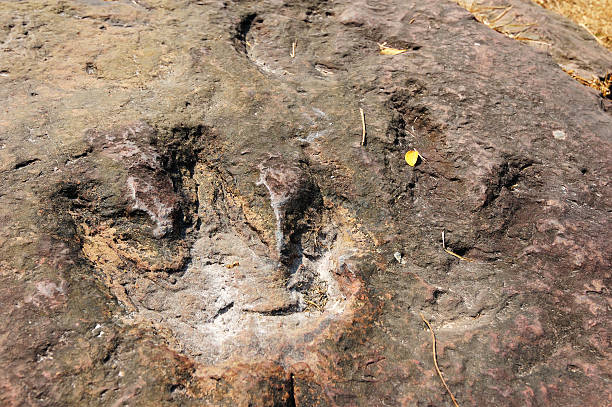 Dinosaur footprint stock photo