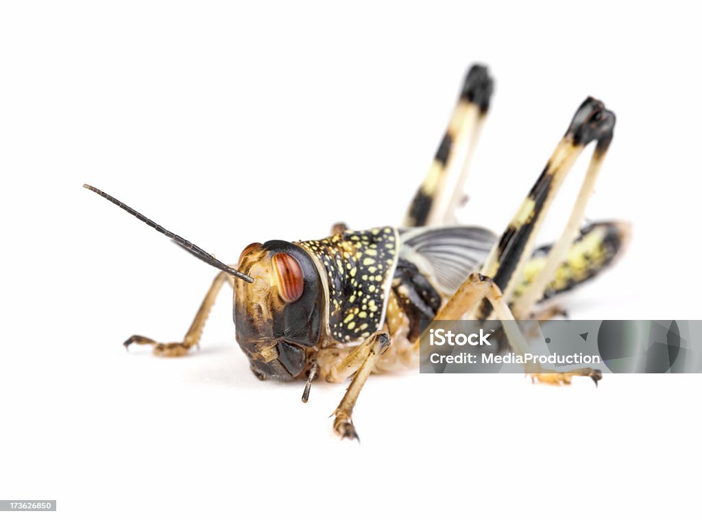 locust - Foto de stock de Animal royalty-free