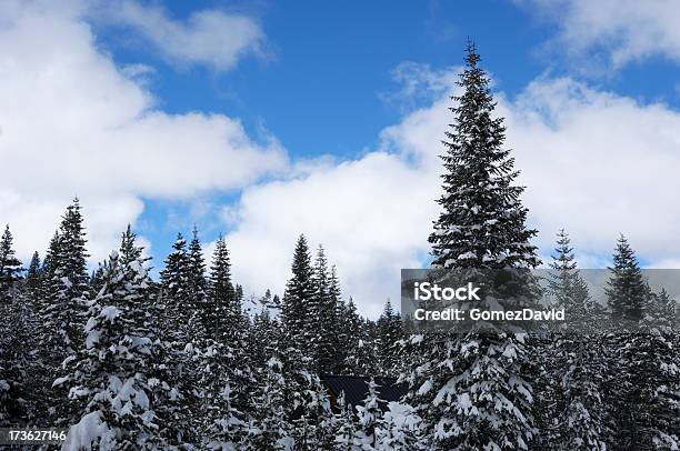 松の木後は最新の雪の嵐 - カラー画像のストックフォトや画像を多数ご用意 - カラー画像, ローアングル, 人物なし