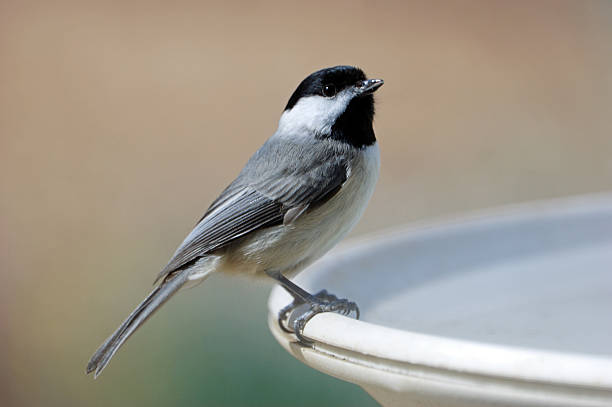 cincia bigia americana carolina affacciato sulla mangiatoia per uccelli - birdbath foto e immagini stock