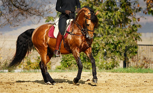 cavalo espanhol pirouetting - individual event women people autumn imagens e fotografias de stock