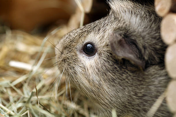 istock Grey guinea pig portrait 173627642