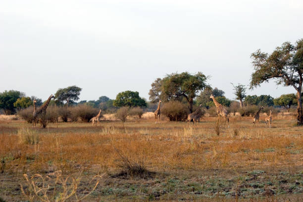 istock Giraffes in Zambia 173627797