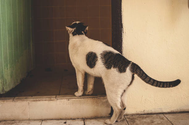 istock cute white homeless cat 1736278524