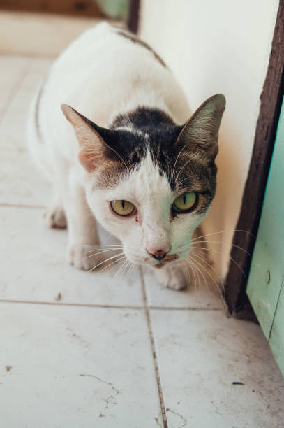 istock cute white homeless cat 1736279045