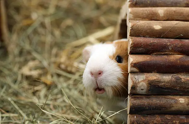 Photo of Guinea pig peeking out of his hut