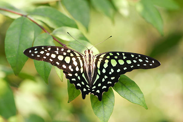 istock Beauty Wing of Butterfly Close-up 173628241