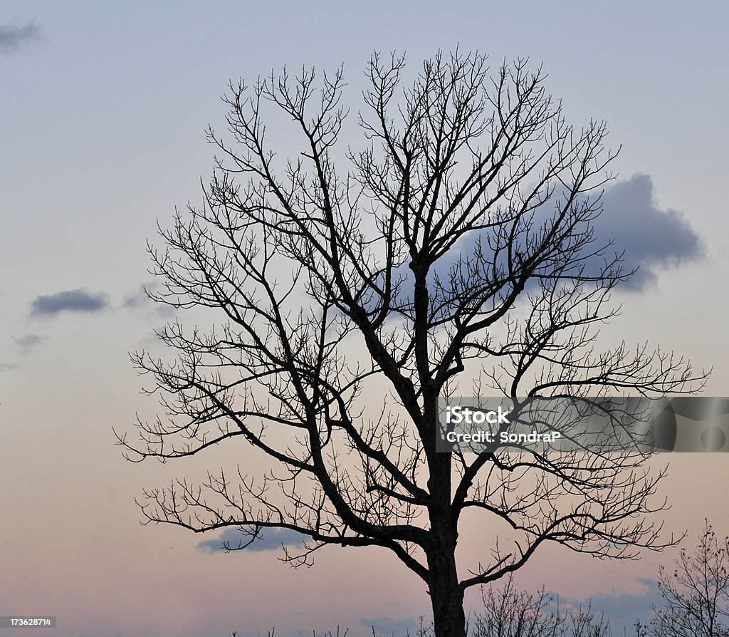 Doskonałe, zimowe drzewa - Zbiór zdjęć royalty-free (Bez ludzi)