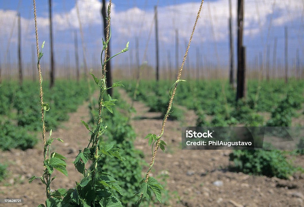 Hops wachsenden in Washington state - Lizenzfrei Blatt - Pflanzenbestandteile Stock-Foto