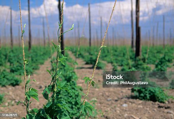 Hops Wachsenden In Washington State Stockfoto und mehr Bilder von Blatt - Pflanzenbestandteile - Blatt - Pflanzenbestandteile, Blume, Bundesstaat Washington