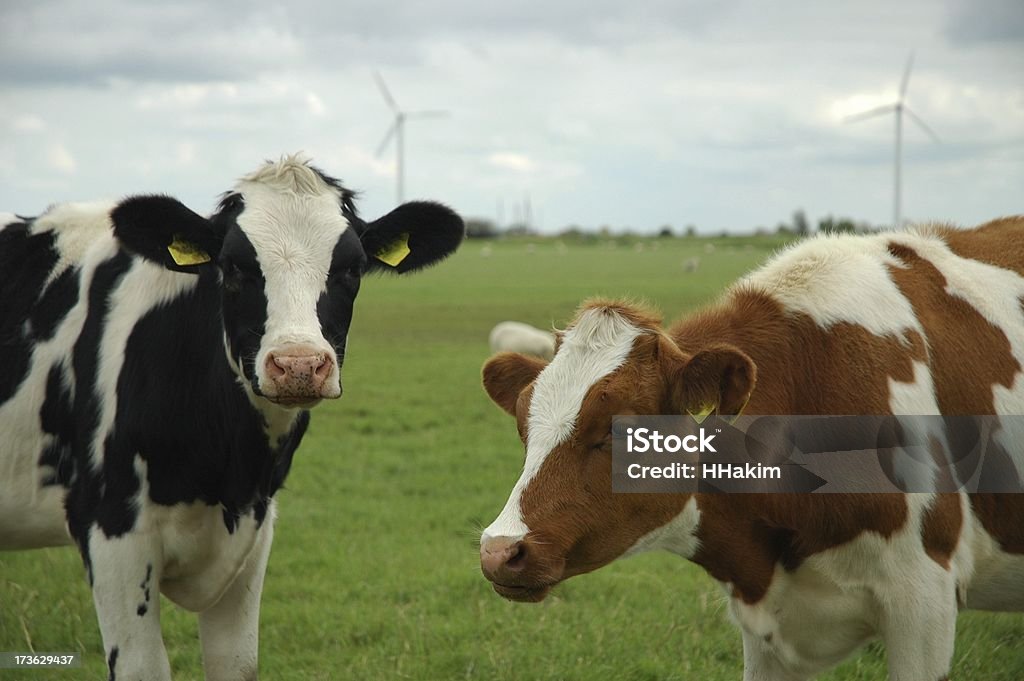 Bestiame, da latte cattles - Foto stock royalty-free di Animale