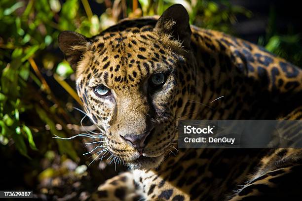 Grande Plano Aproximado De Leopardo Jaguar Híbrido - Fotografias de stock e mais imagens de Animal - Animal, Jaguar - Gato, Animal selvagem