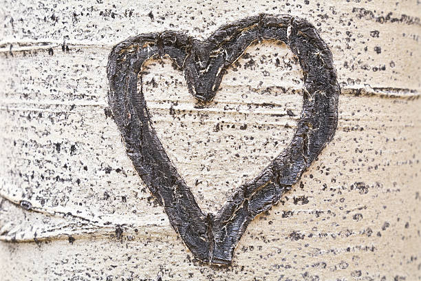 Valentine heart carved in standing aspen tree trunk bark