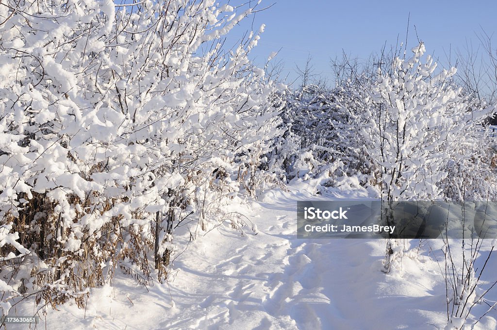 Neve sulla strada - Foto stock royalty-free di Bellezza naturale
