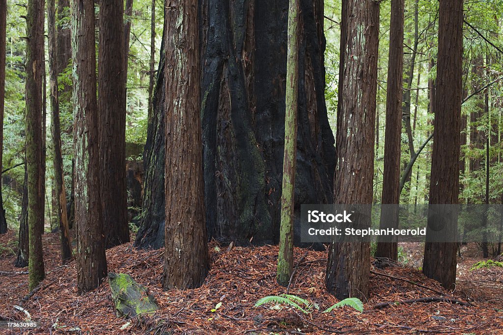 Redwoods, Circle of Trees "Shot in Big Basin. Beautiful display of a typical Redwood circle. The tree in the center is charred from a fire as is typical for many redwood trees. Canon EOS 5D Mark II, Adobe RGB." Burnt Stock Photo