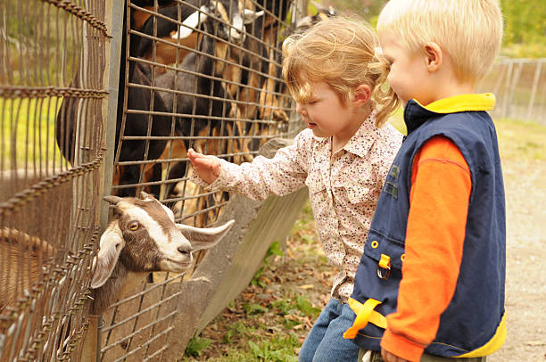 ふれあい動物園にる少女たち - zoo agricultural fair child farm ストックフォトと画像
