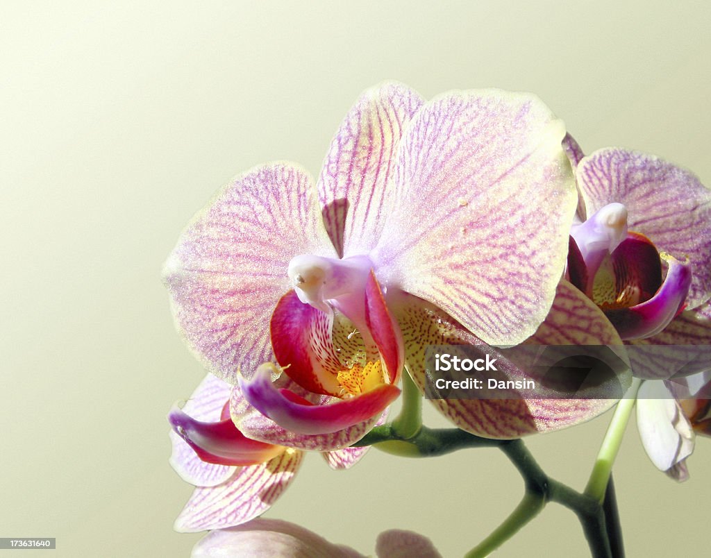 Orchid detalle - Foto de stock de Con lunares libre de derechos