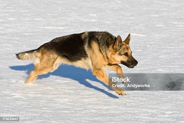 German Schäferhund Stockfoto und mehr Bilder von Aktivitäten und Sport - Aktivitäten und Sport, Bewegung, Bewegungsunschärfe