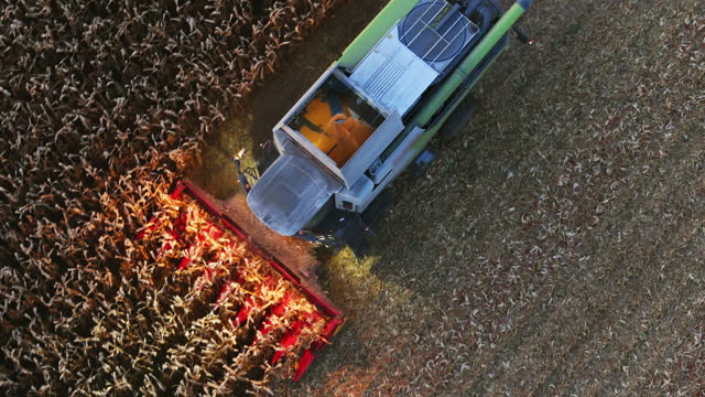 AERIAL Aerial Drone shot of Lit Combine Harvester Cutting Corn Crops on Field