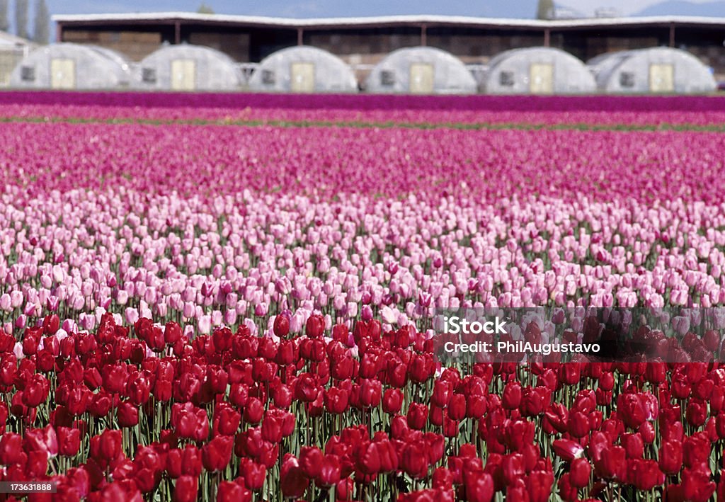 Tulips and greenhouses Agricultural Field Stock Photo