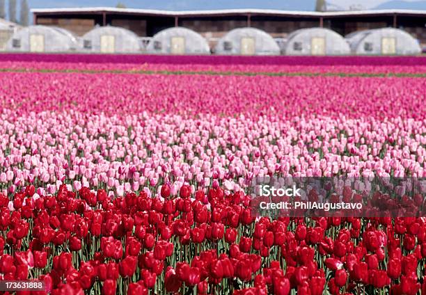 Tulips And Greenhouses Stock Photo - Download Image Now - Agricultural Field, Agriculture, Door