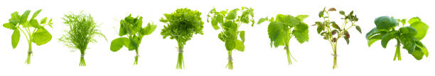 Lemon balm, dill, pea sprouts, mint, thyme, basil, parsley, Iceberg lettuce, oregano.